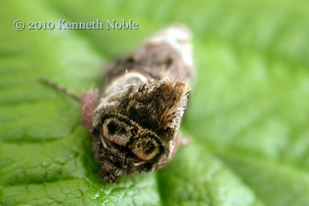 spectacle (Abrostola tripartita) Kenneth Noble
